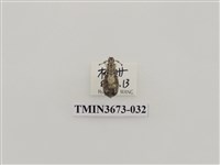 藏品(象鼻蟲(1))的圖片